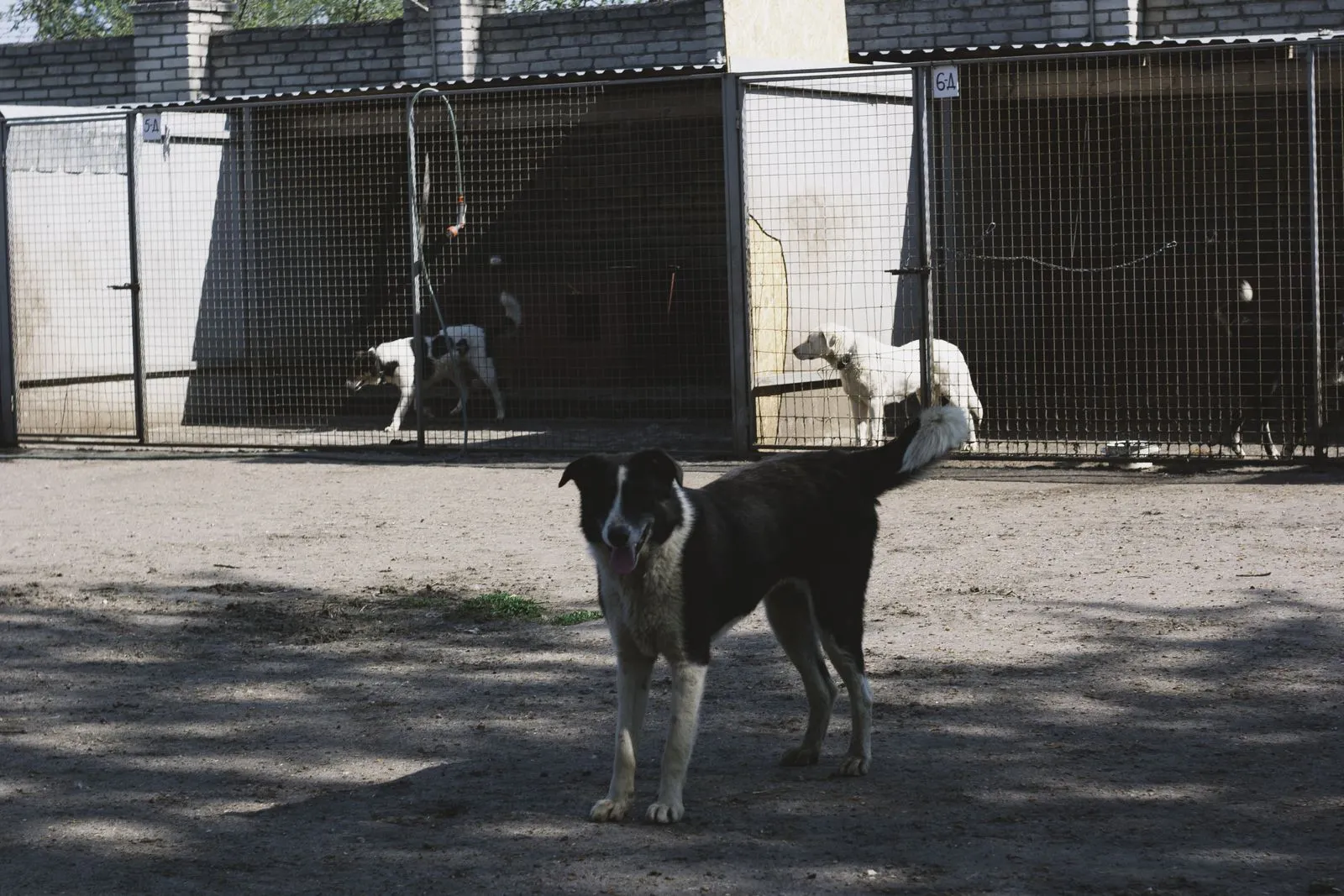 Un perro junto a recintos cercados de un refugio de animales.