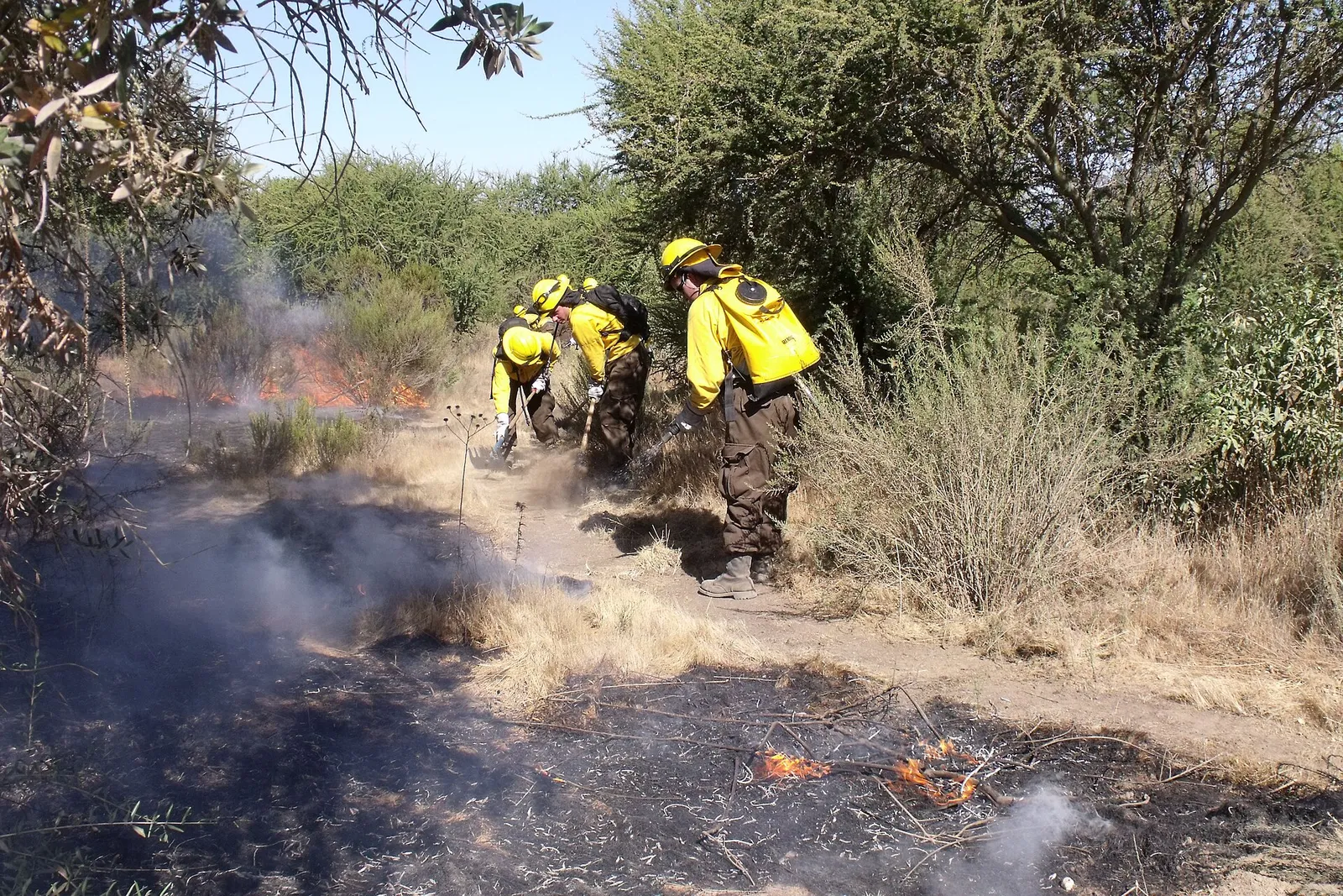 Brigadistas de CONAF con cascos y ropa amarilla abren una faja cortafuego entre matorrales; en primer plano, pasto quemado con pequeñas llamas.